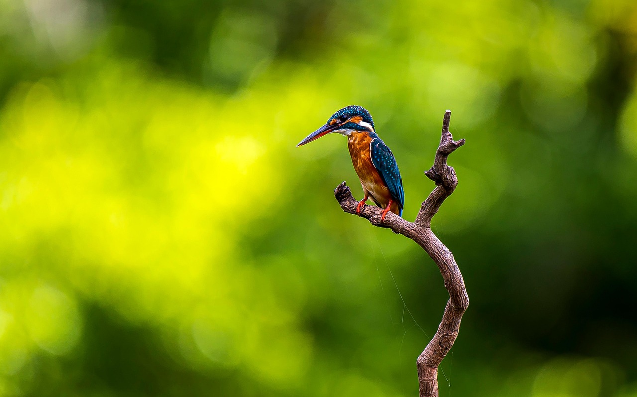 A kingfisher sitting on a branch