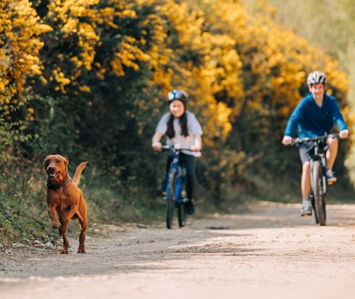 A man and a woman cycling down a path with yellow gorse hedges behind and a red Labrador dog running in front