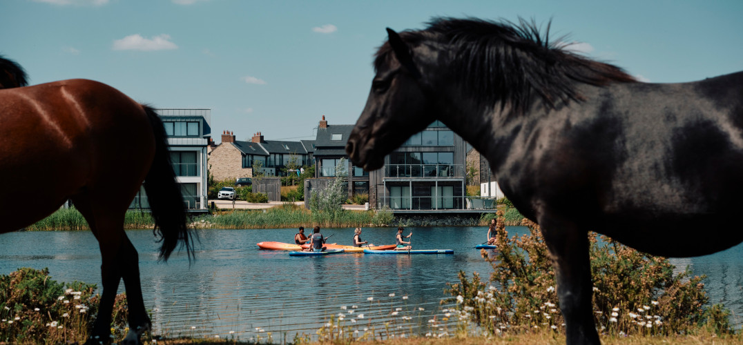 Silverlake ponies on the Estate
