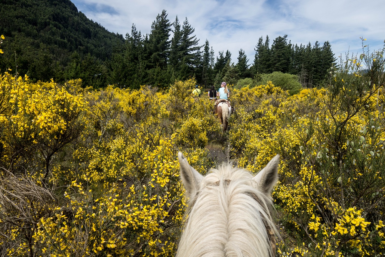 Rider-view of a white horse being ridden through yellow flowers with another rider on a horse ahead
