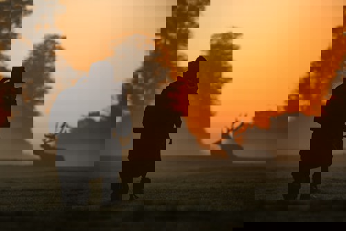 Wildlife photographer capturing photo of stag at sunrise