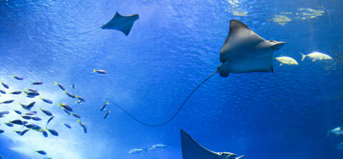 looking up at sting rays and other fish swimming in the water